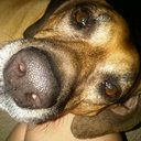 Diane Rhodes - @SDianeR - Twitter