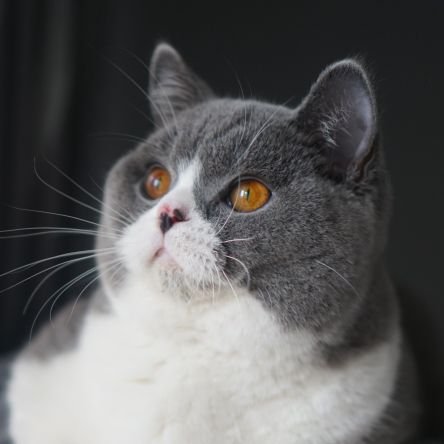 BSH Family living in Jakarta.
Follow our Instagram: Kingsman_britishshorthair