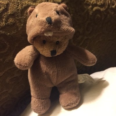 RokinRobin's profile picture. Do a DNA test before you judge!  Countries that rely on slavery/forced work don't know how to run a country. Love animals. All r crucial 2 our survival.