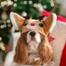 Avenue of Dogs (@avenuedogs1) Twitter profile photo Avenue of Dogs (@avenuedogs1) Twitter profile photo