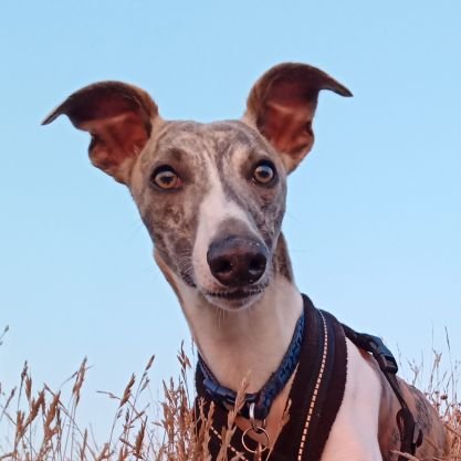 Just a whippet trying to get by in life. I was born on new year's day 2021! I only follow other animals as a general rule 🐾🐾❤️❤️