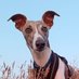 Iggy Whippet๐บ๐ฆ (@iggywhippet) Twitter profile photo Iggy Whippet๐บ๐ฆ (@iggywhippet) Twitter profile photo