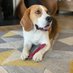 Baxter Beagle (@baxterbeagleboy) Twitter profile photo Baxter Beagle (@baxterbeagleboy) Twitter profile photo