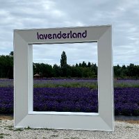 Richmond Lavenderland (@rlavenderland) 's Twitter Profile