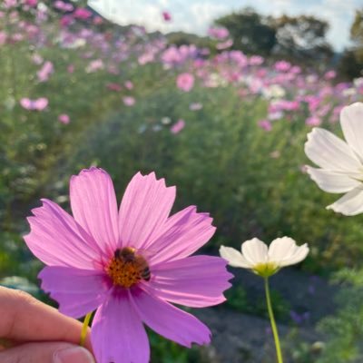 wAegafr9aeW7WZB's profile picture. よろしくお願いいたします。