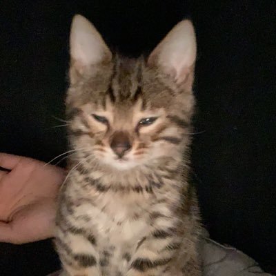 tuh_cam's profile picture. Sure.