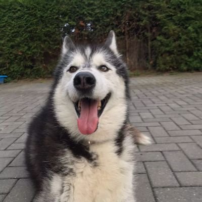 AdapiDie's profile picture. 