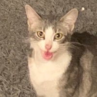 why is cosmo screaming?(@cosmohotdog) 's Twitter Profile Photo
