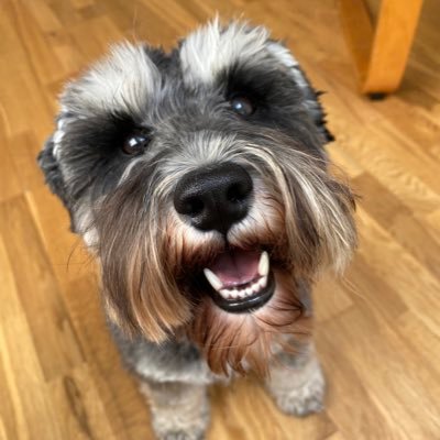 Hello. My name is Ralph and I’m a miniature Schnauzer and master sock thief. Welcome to my world of general mayhem and naughtiness.