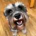 Ralph the Mini Schnauzer (@SchnauzerRalph) Twitter profile photo