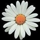 depresifrana's profile picture. Hatıralarla yasanmaz ki..