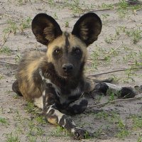 African Carnivore Wildbook (@acwildbook) 's Twitter Profile