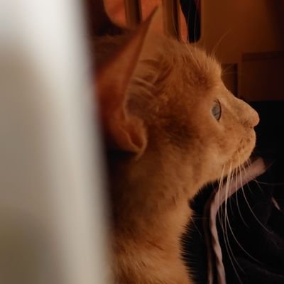 QT_wh's profile picture. 日々の生活と猫