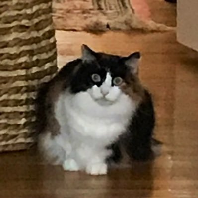 yaddayadda3v7's profile picture. Forever trying to keep up with all the laundry…🌊