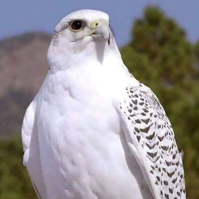 shibinuoneusd's profile picture. 