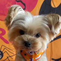 h@lu (@honpow0022) 's Twitter Profile