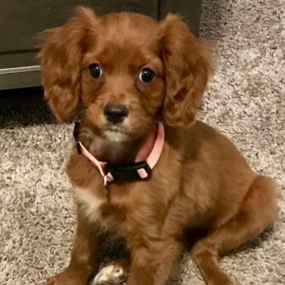 daRuby_'s profile picture. Ruby. So proud to be followed by Snoopy and Goofy. Hospice volunteer for 20 yrs.