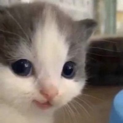 MeowistCPC's profile picture. 在中国，人们没有对不公说不的自由，只能在毛主席呼吁下造反夺权，史称文化大革命