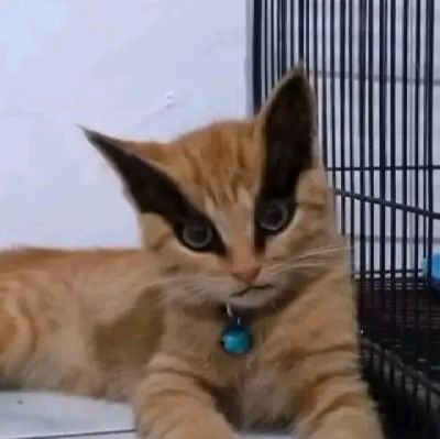 日向に触れないで