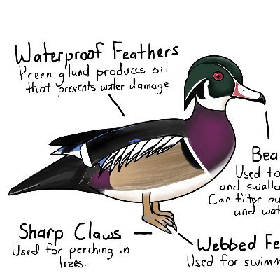 wood duckさんのプロフィール画像