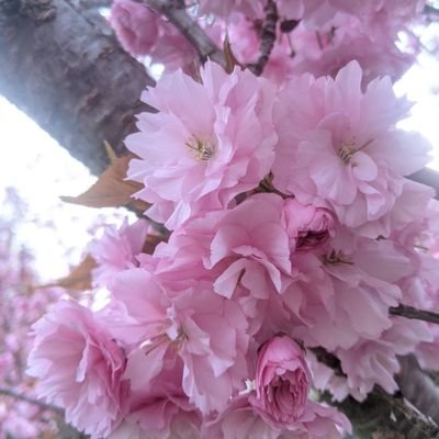 xiolaazuthra's profile picture. Xiola. personal twt, various stuff. she/her. (leftist, feminist, nerd, occasional textile art/ costumes, MH stuff, etc.)

(kpop twt: @xiola_azuthra)