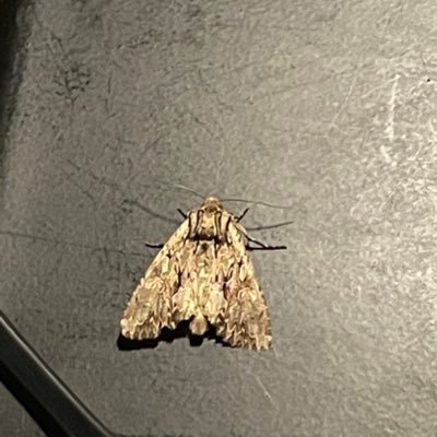 Moth lover, plays alot of VR and terraria and fortnut, Apex, deutan colorblind, Found the moth on my bedside table, stable 0 followers