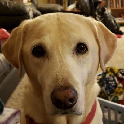 alyoakfun's profile picture. Mom-Daughter-Sister-Favorite Aunt
*A kind human
*I'm a fan of...(insert almost anything here)
*Try a little harder to be a little better. -Gordon B Hinckley