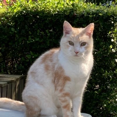 Zorak4Now2022's profile picture. Everything tech, from snake on a TRS80 to PyTorch as a new skill. TSLA long, model Y owner and using Starlink in Belgium.