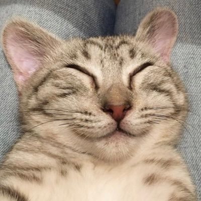 shoitchan's profile picture. 