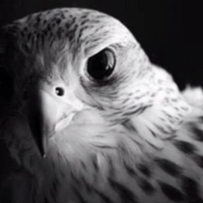 ABUGHAZAL151's profile picture. 