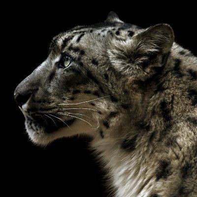 Landscape Ecology - Landscape Genetics - Landscape Connectivity - Snow Leopards - Persian Leopards - Arabian Leopards