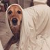 KöpekAdam (@kopekadamm) Twitter profile photo KöpekAdam (@kopekadamm) Twitter profile photo