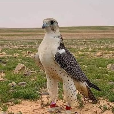 دام عزك ياوطن وارتفع شانك @ في ذرا شيخ الزعامات سلمان