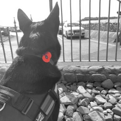 BearRpd's profile picture. I’m Retired Police Dog Bear. I have now found my forever home and will be spending my retirement with my new humans on their farm in the Forest of Dean.