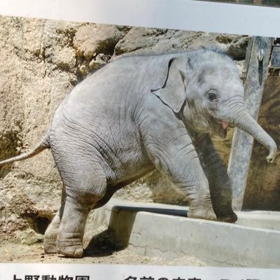 🐘仔象のアルンかわいい🐘💨🌳 ❤️🧡💛💚💙💜🤍 インスタ💝アルンアカウントあり🐘🐘🐘💘