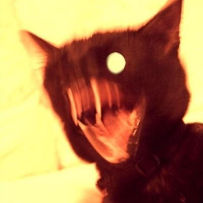 Petter of felines, consumer of extreme metal, nyctophile extrordinaire. Stay at home dad/part-time hired goon. Chaotic good. Do no harm but take no shit. he/him