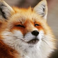 Trans Fox (@foxtrans) 's Twitter Profile