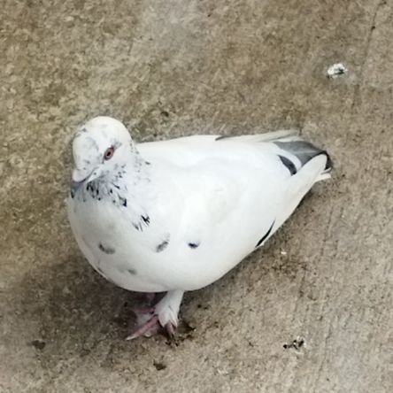 hitomodoki_T's profile picture. 鳩永眠