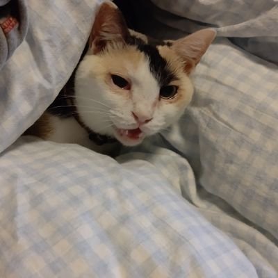 kaminarienergy's profile picture. 日本🇯🇵愛
「たとえ金が無くとも心の貧乏にはならない」
日本保守党党員130◯◯◯番