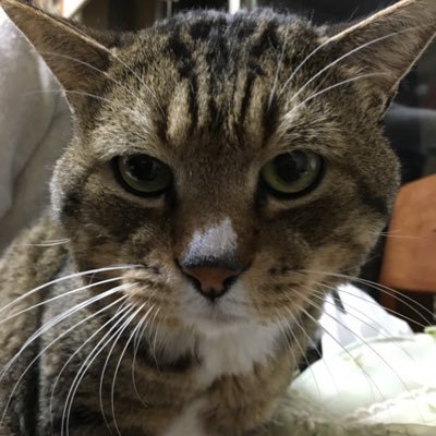 JUNTOYO5's profile picture. 読みは、じゅんとよ、です。