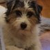 Hanne Elisabeth Johansen (@lavajackrussell) Twitter profile photo Hanne Elisabeth Johansen (@lavajackrussell) Twitter profile photo
