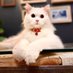 Marley The Cat (@marleythecat05) Twitter profile photo Marley The Cat (@marleythecat05) Twitter profile photo