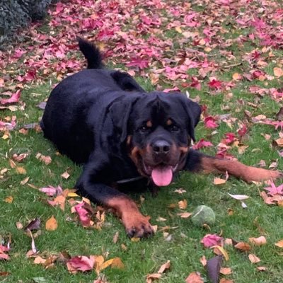 Gallanddk's profile picture. 