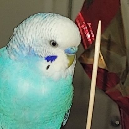 pink_piplup's profile picture. 