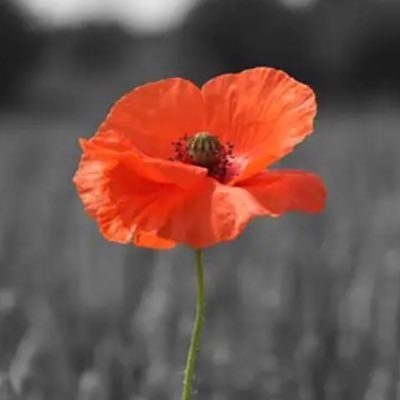 FreeDiscourse_'s profile picture. If you have to resort to insult, swearing or threats of violence to make a point then you’ve most likely lost the plot as well as the argument.