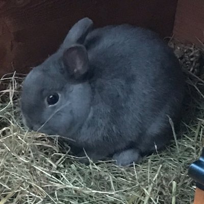 I am the parent. This is my small son Grey, he is a 5 year old retired stud bun. His thumps are the loudest. (very manly)