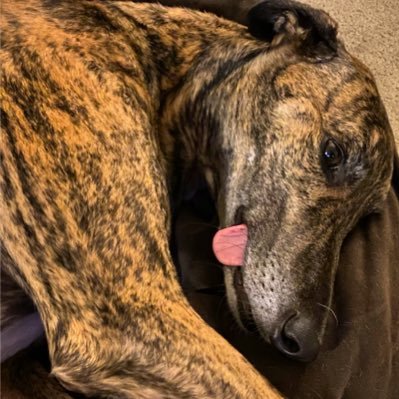 toddhowl's profile picture. Lutheran, Dad, MLOps, Data & Analytics, Guitar, Greyhounds