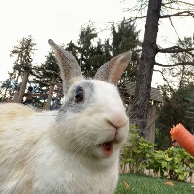 guncelyan's profile picture. 