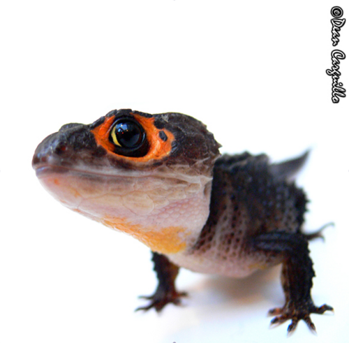 Escinco5's profile picture. Tribolonotus gracilis