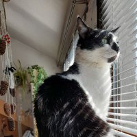 ƇӇƦƖSƬƖƝЄ🐈🐈 zweifach bekatzt 🕊 (@katzenchris) 's Twitter Profile Photo ƇӇƦƖSƬƖƝЄ🐈🐈 zweifach bekatzt 🕊 (@katzenchris) 's Twitter Profile Photo